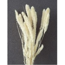 SETARIA 24" BLEACHED- OUT OF STOCK